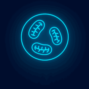 Cognitive & Sleep Optimization